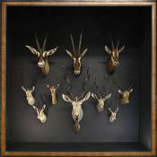 museo di zoologica bologna 8-2022 4378